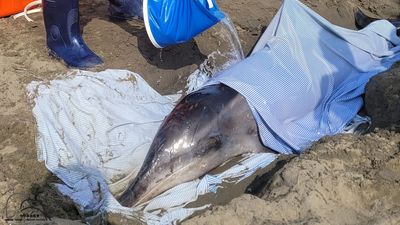 震驚！桃園海豚遭槍殺擱淺亡，解剖發現頸椎與頭部中彈