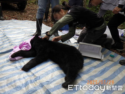台中小黑熊獲救後猝死：農業部展開屍檢釐清死因