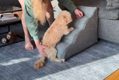 癱瘓貴賓犬學習爬樓梯：飼主耐心教導與網友加油打氣