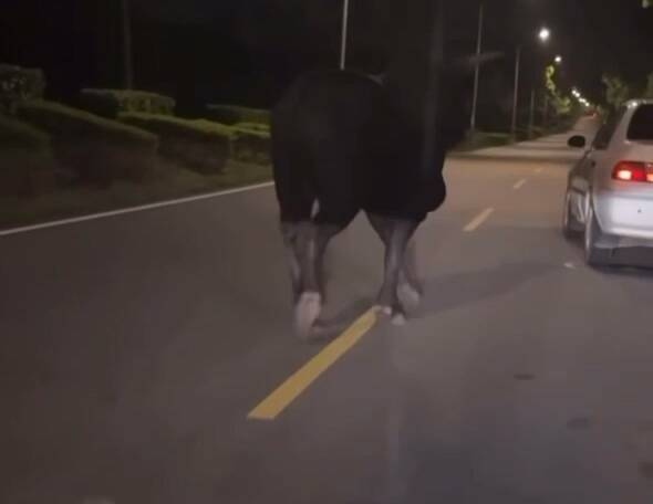 金門驚現「肇逃牛」！深夜竄入車道釀2傷 警方追緝中