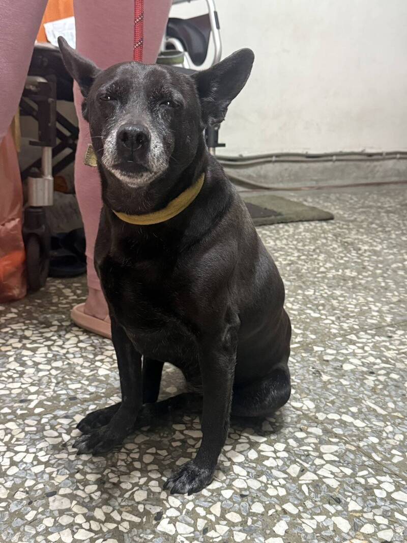 台中飼主誤導調查被起訴：黑狗事件背後的真相