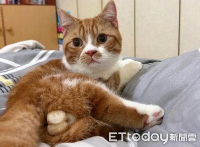 橘白貓腿庫的雙色巨蛋驚艷網友：QQ軟軟超療癒