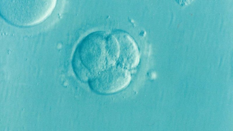 量子相機突破：首次安全捕捉哺乳動物胚胎影像，開啟生物醫學新視野