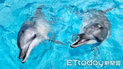 新北市推動野柳海洋世界轉型 打造全齡海洋保育教育新地標