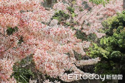 粉紅花海盛放! 嘉義「阿拉伯粉紅村」迎接最美花期