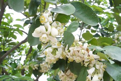 八里柚花盛開！新北春日秘境邀你踏青賞花