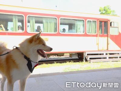 阿里山百年車站新生！秋田犬「波吉」擔任實習站長引領觀光潮
