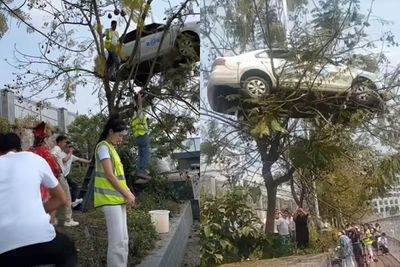 駕訓班驚爆造假！女學員練車「開上樹」竟是炒作噱頭