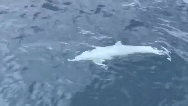 奇蹟現身！宜蘭龜山島海域驚見3萬分之1的白化飛旋海豚