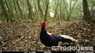 生物多樣性與企業責任:不可分割的夥伴關係
