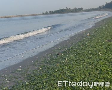 台南漁光島青苔遍布沙灘 成為療癒新景點