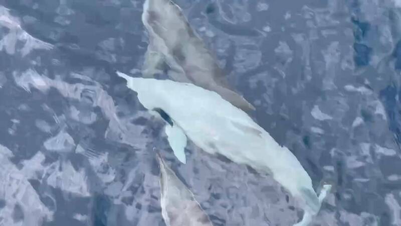 罕見白子化海豚驚現宜蘭龜山島海域 引發賞鯨熱潮