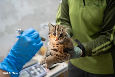 台北動物園石虎雙胞胎命名票選 網友提議「野獸」「仙貝」引發網路迷因熱議