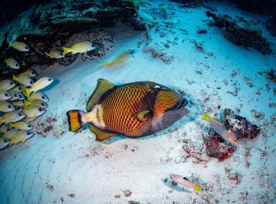 緬甸8.2強震引發海底奇觀：魚群集體躺平現象首次被記錄