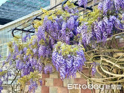 春日盛開! 深度探訪瑞里山城花海賞花之旅