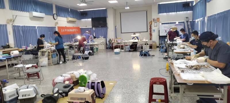 彰化縣推出毛小孩福利大放送：免費結紮、疫苗與登記一次搞定，省下萬元開支！