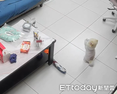 白博美對空氣拜託引發奇異反應 飼主驚嘆首見奇景
