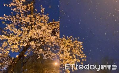 韓國奇景：4月櫻花與白雪共舞，網友驚呼「想立馬飛過去」