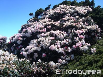 合歡山高山杜鵑花季盛開！4月12日起週末實施高乘載管制