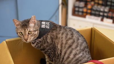 從鬼門關到車站明星：三腳貓「鐵雄」的感人救援與新生
