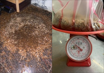 雲南飛蟻亂舞！女子誤食30隻後腹痛如刀割，緊急送醫