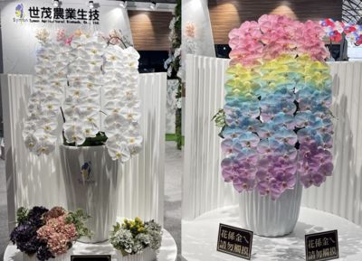 從V3大白花到彩色蝴蝶蘭 「他讓」台灣蘭業重返國際榮耀