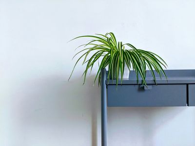從「植物殺手」到「綠手指」：5款新手必種盆栽大公開