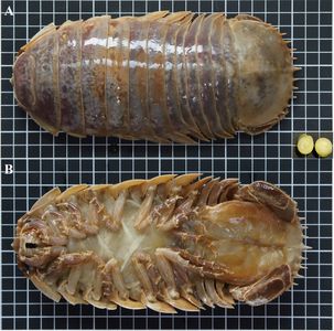 台灣驚現新物種！南大命名「西沙深水虱」震撼生物界