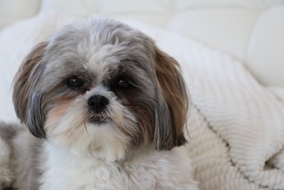 洗澡驚魂！西施犬耳朵尖意外脫落 飼主急送醫