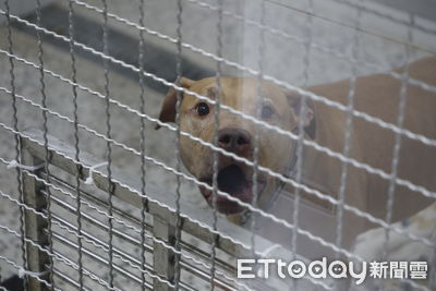 比特犬Lucky兩度咬傷人 動保處已收到飼主20萬罰鍰
