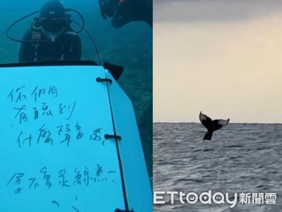 驚喜海遇！恆春後壁湖潛水教練首次聽見大翅鯨叫聲 感動落淚