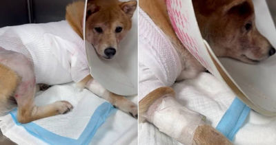 比特犬突襲致柴犬慘死，飼主怒揭國宴名廚身份：拒絕用錢塞嘴