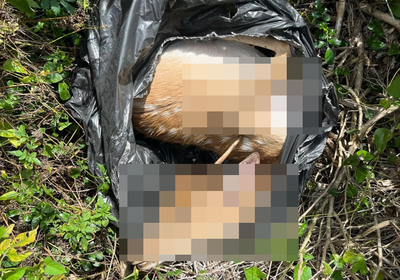 盜獵者冷血棄屍：梅花鹿幼鹿被射殺後當垃圾丟棄