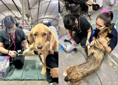 泰國搜救犬勇闖災區後緊張面對獸醫檢查：網友心疼感激
