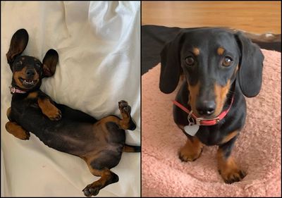 奇蹟重聚！臘腸犬瓦萊麗在澳洲坎加魯島失蹤529天後平安獲救