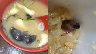 料理鼠亡!日本SUKIYA再爆「蟑螂入侵」超噁畫面曝 總公司崩潰閉店