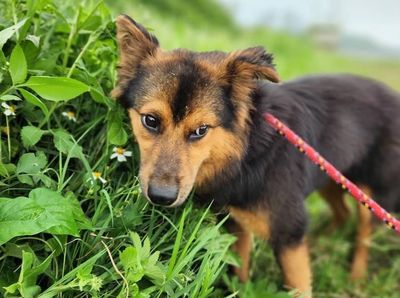 新北市動保處助社恐犬小春嬌重獲新生 溫馨代養翻轉命運