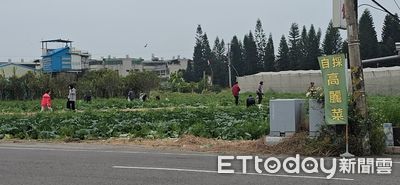 嘉義高麗菜採收活動受矚目 遊覽車載來整車遊客狂採好康