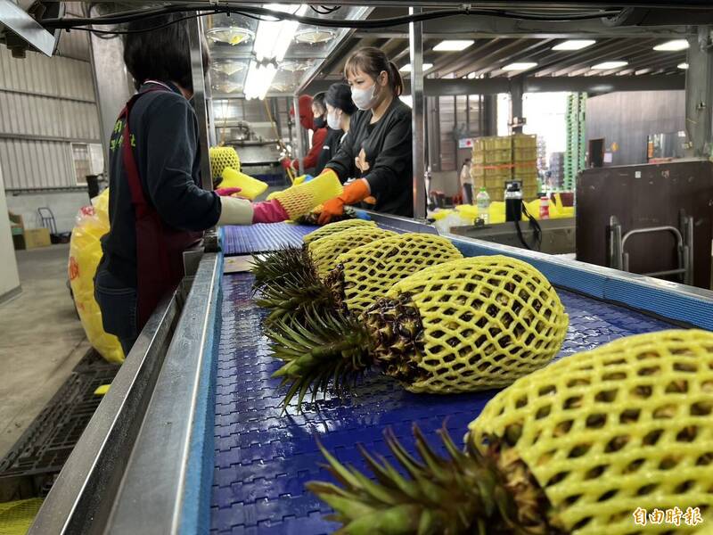 高雄鳳梨搶攻日本市場 外銷目標增長2成 國內銷售翻倍