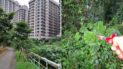 春季掃墓小心蛇類出沒！新北動保處推「三不五要」防蛇攻略