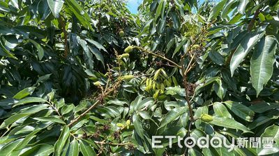 雲林荔枝受低溫影響產量銳減 立委劉建國爭取補助救農