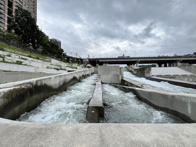 新北市碧潭堰魚類洄游達新高峰 生態復育成果驚人