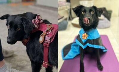 從流浪犬到療癒導師：黑狗「囍糖」的感人蛻變