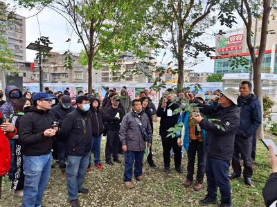 新北市推動樹木安全新措施：開辦修剪認證與護樹課程