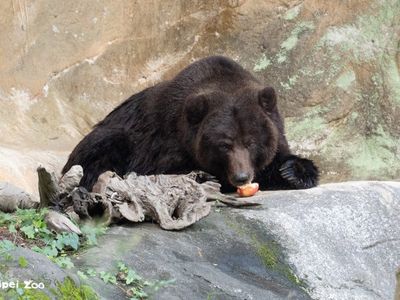 台北動物園棕熊小喬戰勝腫瘤！手術後元氣逐漸回升