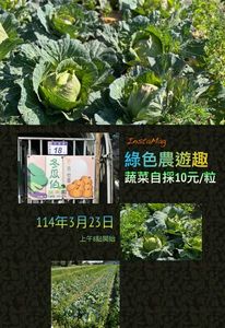 ㄧ顆10元!桃園農友開放高麗菜自採 歡迎來體驗