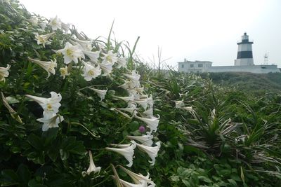 北海岸6大秘境！野百合花海與燈塔共舞，美景持續至5月底