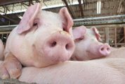萊豬叩關衝擊國產豬肉 養豬業恐面臨崩盤危機