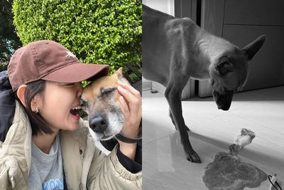 米可白愛犬「錢錢」胃癌惡化，無助中只求陪伴