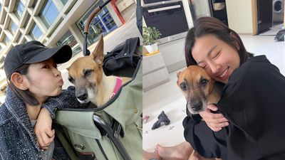 米可白愛犬胃癌拒絕開管灌食：牠的痛就是我的痛